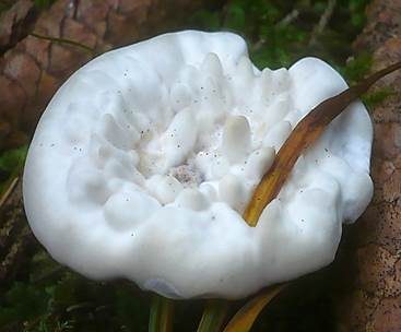 Wohlriechender Korkstacheling, Foto 3