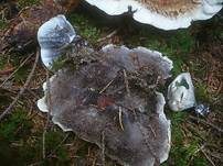Wohlriechender Korkstacheling, Foto 10
