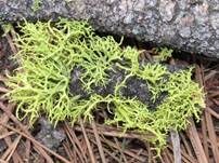 Wolfsflechte, Foto 6