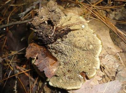 Wolliger Korkstacheling, Foto 3