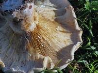 Wolliger Milchling, Foto 21