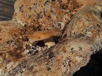 Wolliger Milchling, Foto 24