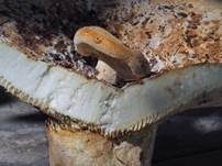 Wolliger Milchling, Foto 26