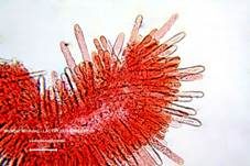 Wolliger Milchling, Foto 31
