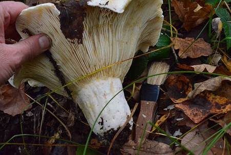 Wolliger Milchling, Foto 5