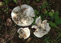 Wolliger Milchling, Foto 7