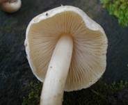 Wolligfädiger Risspilz, Foto 6