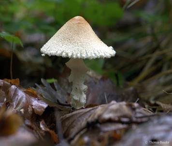 Wolliggestiefelter Schirmling, Foto 5