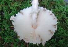 Wolliggestiefelter Schirmling, Foto 11