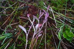 Andromeda-Nacktbasidie, Foto 1
