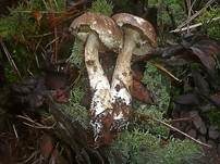 Wollstieliger Raufußröhrling, Foto 7