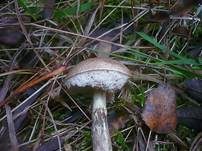 Wollstieliger Raufußröhrling, Foto 8