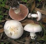Wurzelchampignon, Foto 7
