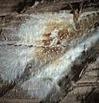 Brauner Kellerschwamm, Foto 25