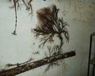 Brauner Kellerschwamm, Foto 27