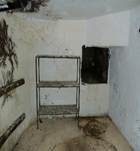 Brauner Kellerschwamm, Foto 28