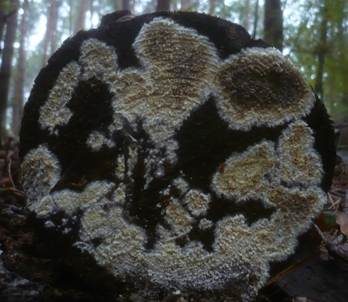 Brauner Kellerschwamm, Foto 5