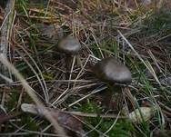 Wurzelgraublatt, Foto 6