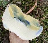 Wurzelnder Bitterröhrling, Foto 27
