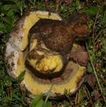 Wurzelnder Bitterröhrling, Foto 29