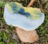 Wurzelnder Bitterröhrling, Foto 32