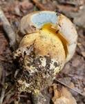 Wurzelnder Bitterröhrling, Foto 33