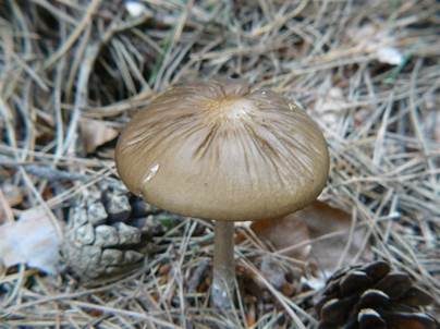 Wurzelnder Schleimrübling, Foto 4
