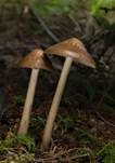 Wurzelnder Schleimrübling, Foto 30