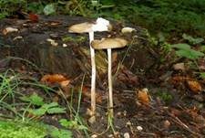 Wurzelnder Schleimrübling, Foto 33
