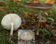 Wurzelnder Schleimrübling, Foto 6