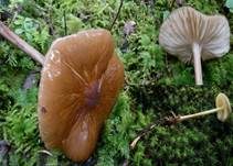 Wurzelnder Schleimrübling, Foto 47