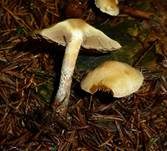 Wurzelnder Schwefelkopf, Foto 21