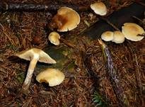 Wurzelnder Schwefelkopf, Foto 24
