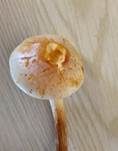 Wurzelnder Schwefelkopf, Foto 27