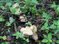 Würziger Tellerling, Foto 18