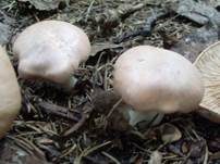 Würziger Tellerling, Foto 37