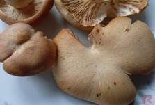 Würziger Tellerling, Foto 39