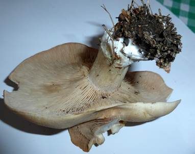Würziger Tellerling, Foto 6