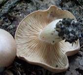 Würziger Tellerling, Foto 7
