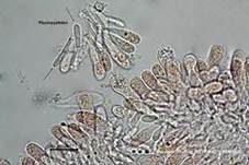 Würziger Tellerling, Foto 54