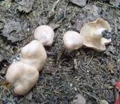 Würziger Tellerling, Foto 8