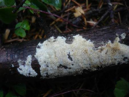 Zähnchenporiger Spaltporling, Foto 4