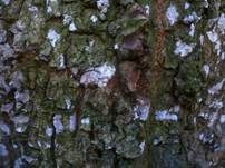 Zahnhaut, Foto 14