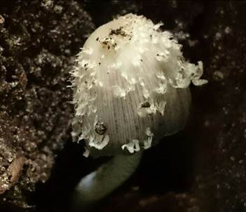 Zähstieliger Tintling, Foto 3