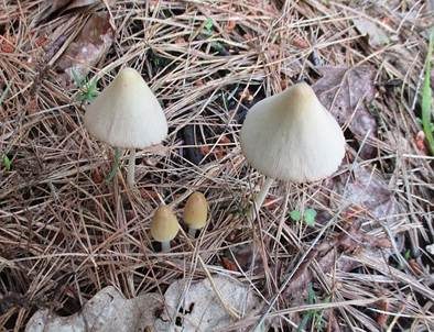 Zerbrechliches Samthäubchen, Foto 2