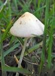 Zerbrechliches Samthäubchen, Foto 14