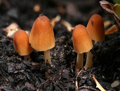 Zerbrechliches Samthäubchen, Foto 4