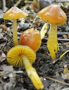 Ziegelbrauner Saftling, Foto 4