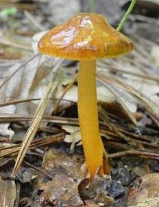 Ziegelbrauner Saftling, Foto 5