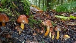 Ziegelbrauner Saftling, Foto 9